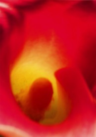 Calla lily top view abstract