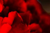 Carnation abstract #2