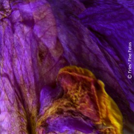 Dying-orchid abstract
