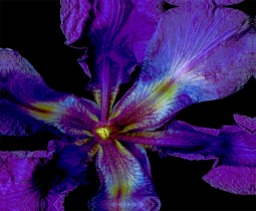 Iris abstract