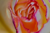 Red/Yellow rose abstract #2