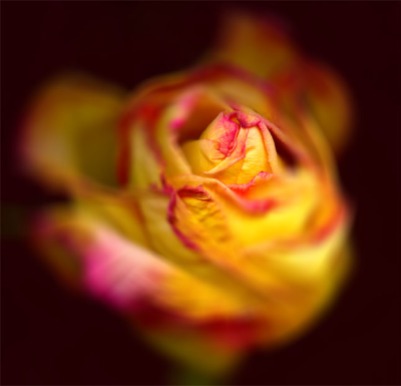 Red/Yellow rose abstract #1