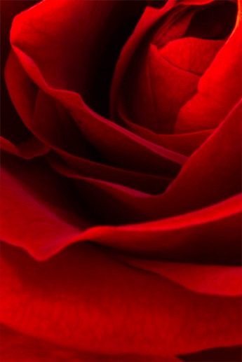 Red Rose flower abstract